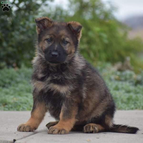 Geneva, German Shepherd Puppy